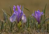 род Iris. Цветущее растение с обгрызенными листьями. Забайкальский край, Ононский р-н, с. Ниж. Цасучей, степь. 24.05.2025.