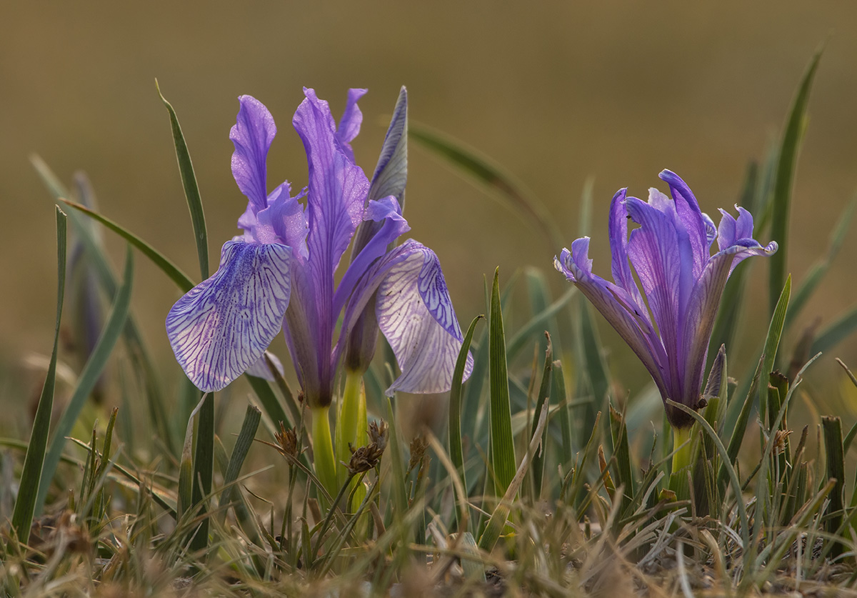 Изображение особи род Iris.