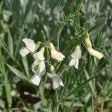 Lathyrus lacteus