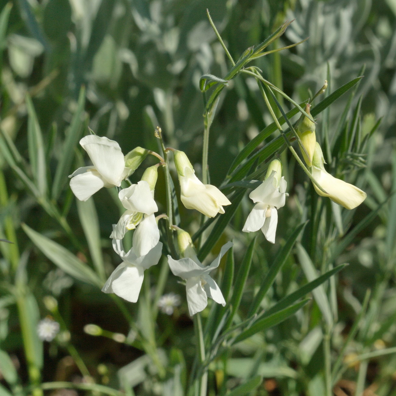Изображение особи Lathyrus lacteus.