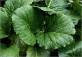 Bergenia crassifolia. Листья с каплями дождя. Московская обл., Раменский р-н, окр. дер. Хрипань, садовый участок. 18.06.2025.