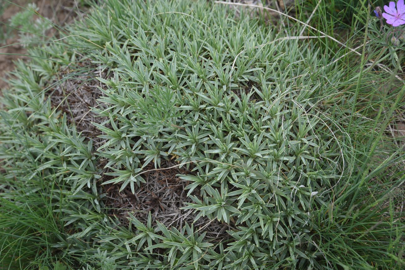 Image of genus Acantholimon specimen.