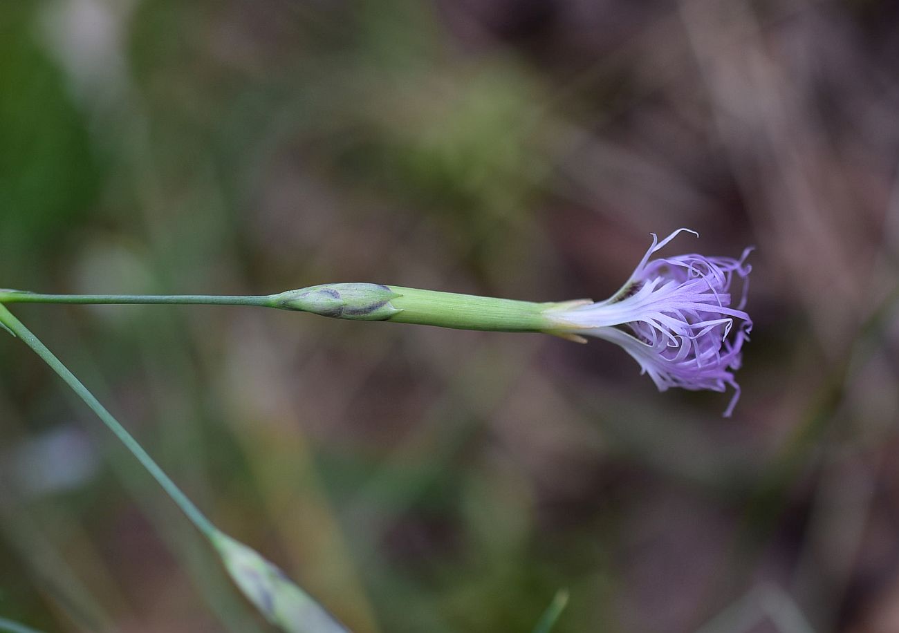 Изображение особи Dianthus superbus.