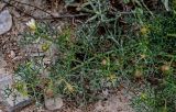 Peganum multisectum
