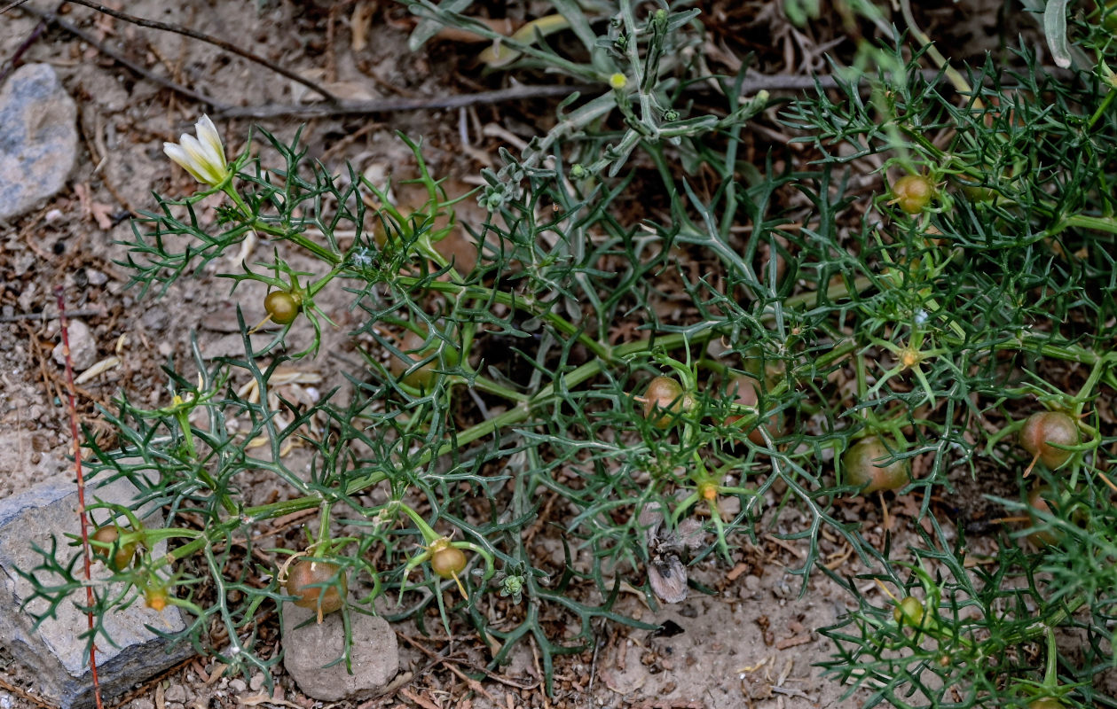 Image of Peganum multisectum specimen.