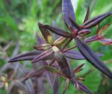 Galium boreale. Часть побега. Коми, Интинский р-н, нац. парк \"Югыд Ва\", Приполярный Урал, р. Кожим, надпойменная терраса. 29.07.2010.