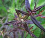 Galium boreale