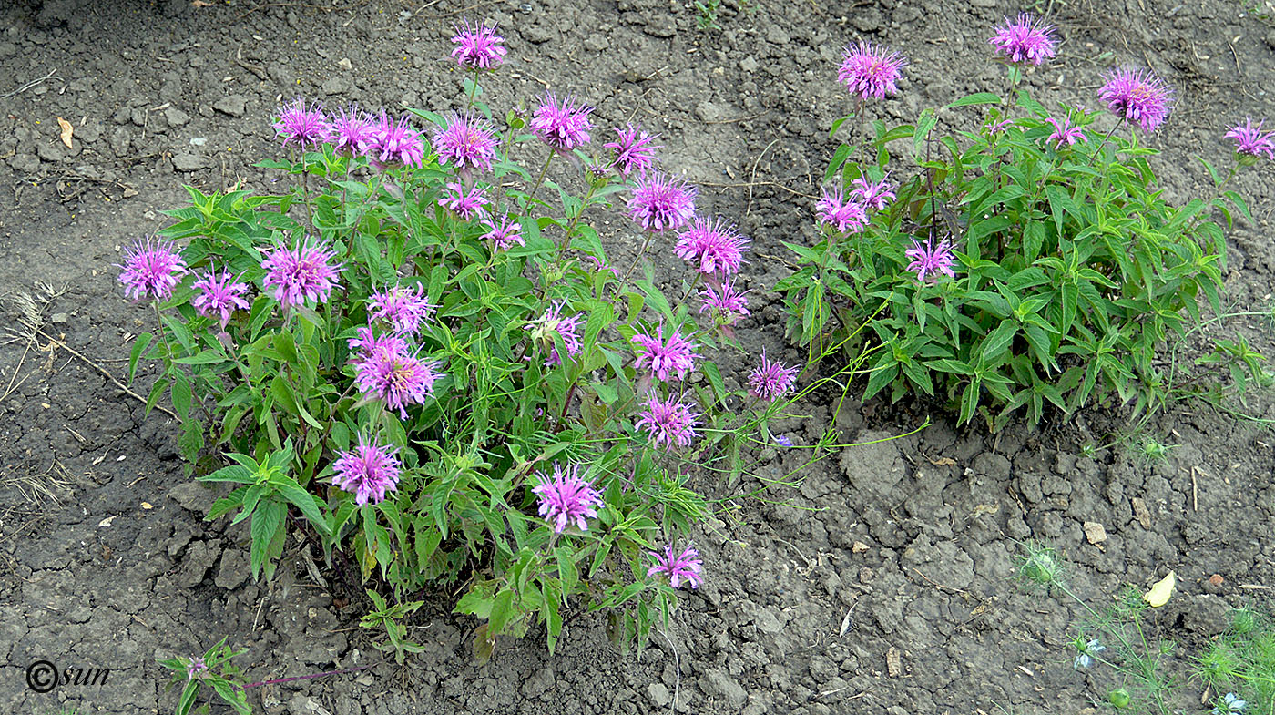 Image of Monarda didyma specimen.