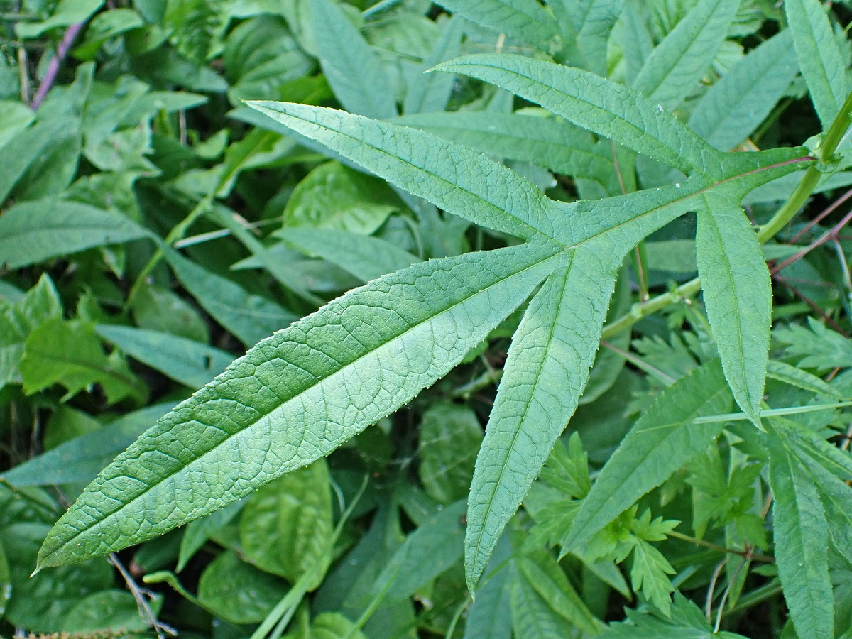 Image of Senecio cannabifolius specimen.