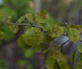 Populus tremula. Листья. Турция, ил Битлис, кальдера Немрут, перешеек между оз. Немрут и оз. Ылы, лес. 22 мая 2025 г.