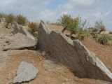 Anabasis truncata. Плодоносящие растения. Казахстан, Жетысуская обл., Панфиловский р-н, отроги Джунгарского Алатау, горы Долонтау, переполненные гипсом пестроцветы. 19 сентября 2025 г.