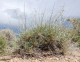 Astragalus kessleri