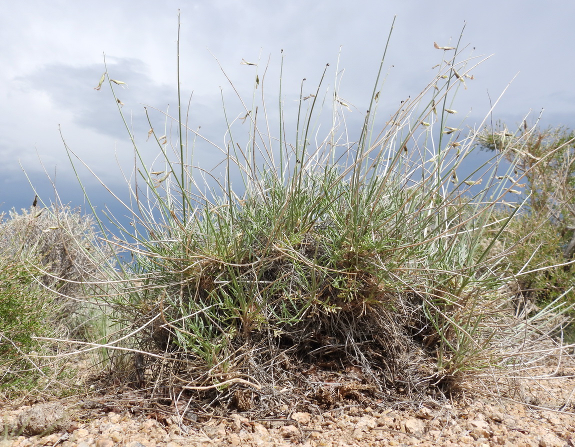 Изображение особи Astragalus kessleri.