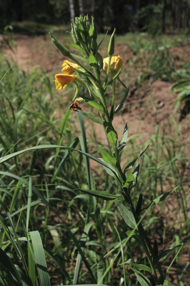 Изображение особи Oenothera biennis.