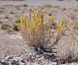 Salsola gemmascens. Плодоносящее растение. Кыргызстан, Баткенская обл., Лейлекский р-н, 12 км западнее пос. Самаркандык, пестроцветные глины, 1400 м н.у.м., склон юго-западной экспозиции. 28.09.2025.