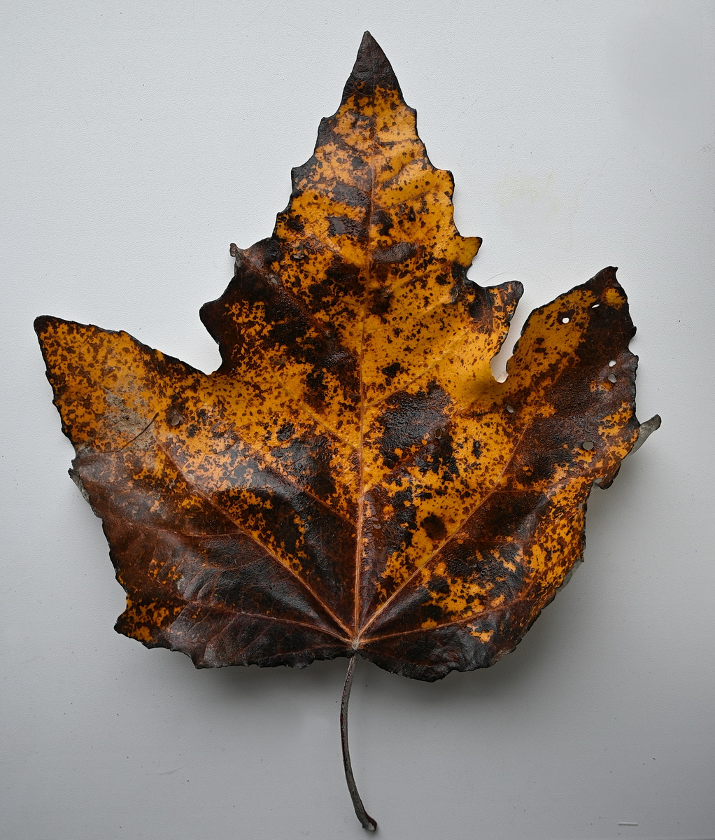 Изображение особи род Acer.