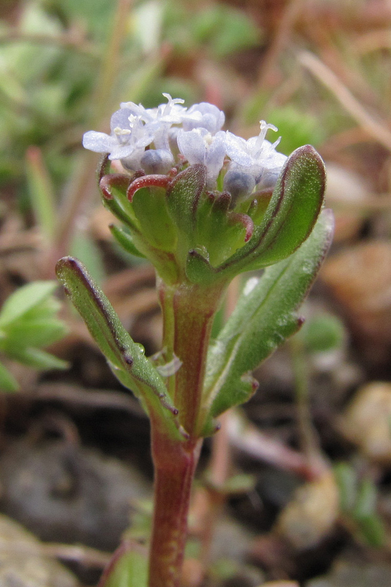 Изображение особи Valerianella echinata.