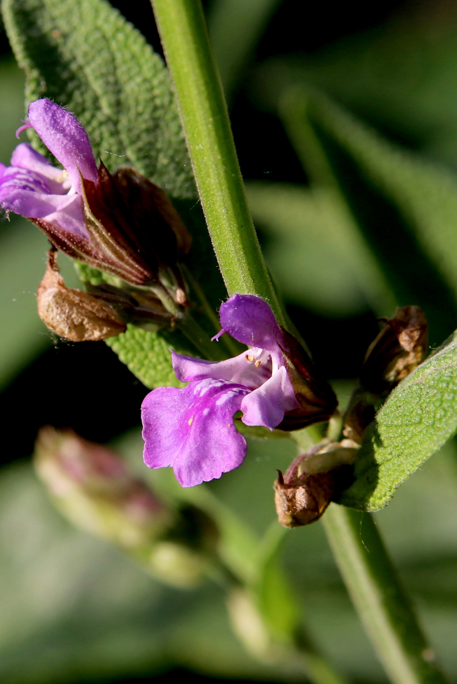 Image of Salvia officinalis specimen.