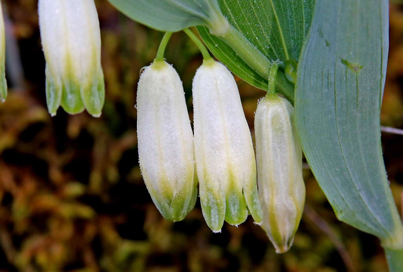 Изображение особи Polygonatum odoratum.
