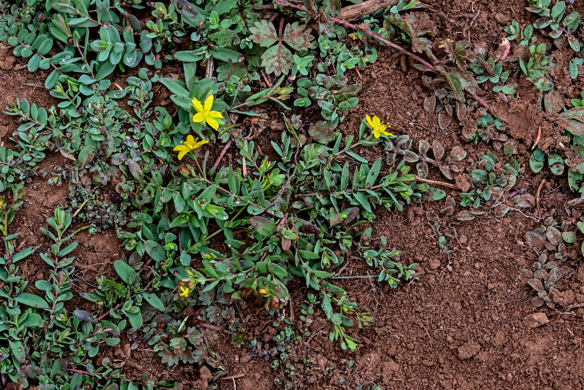 Image of Hypericum humifusum specimen.