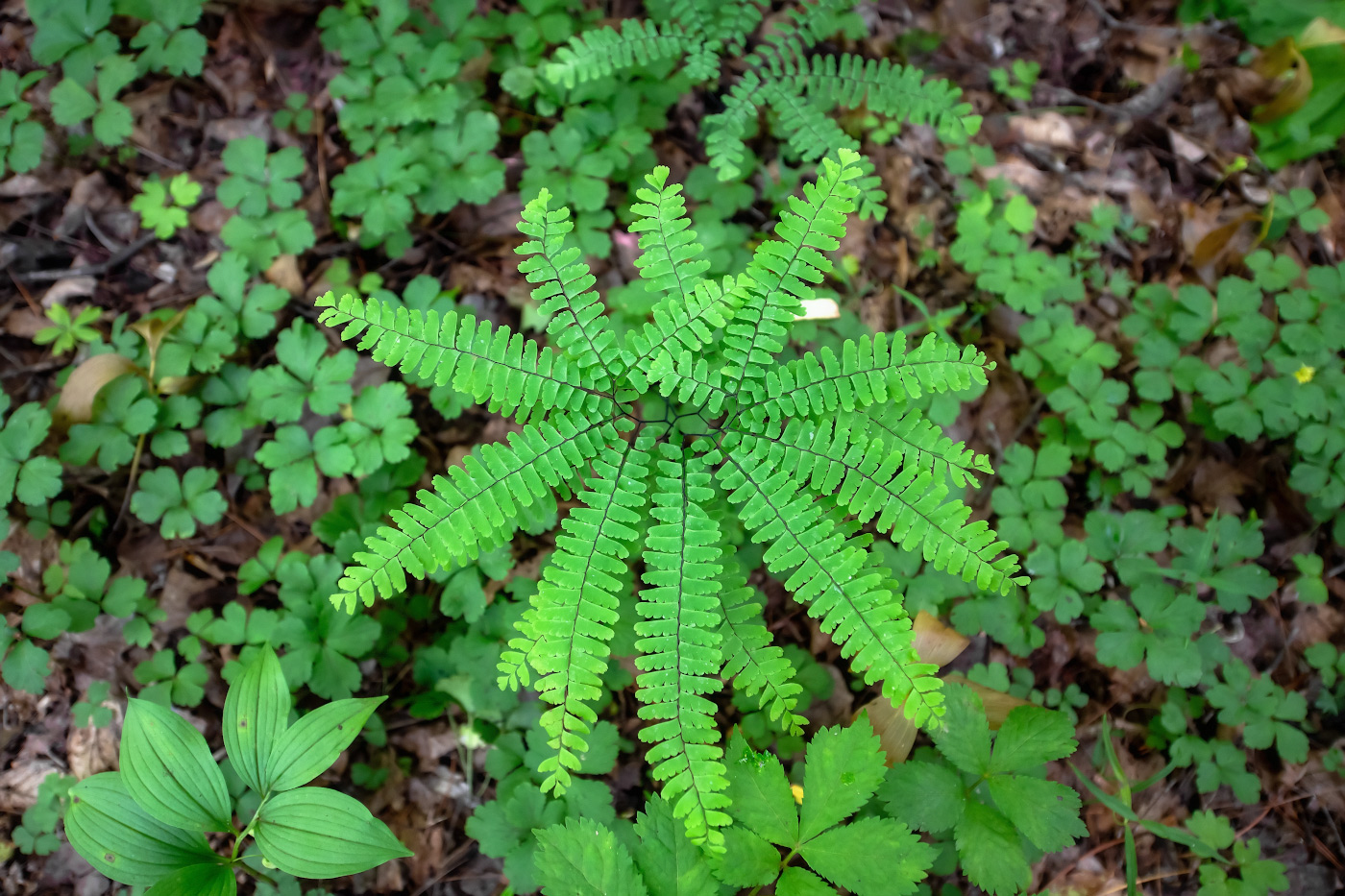 Изображение особи Adiantum pedatum.