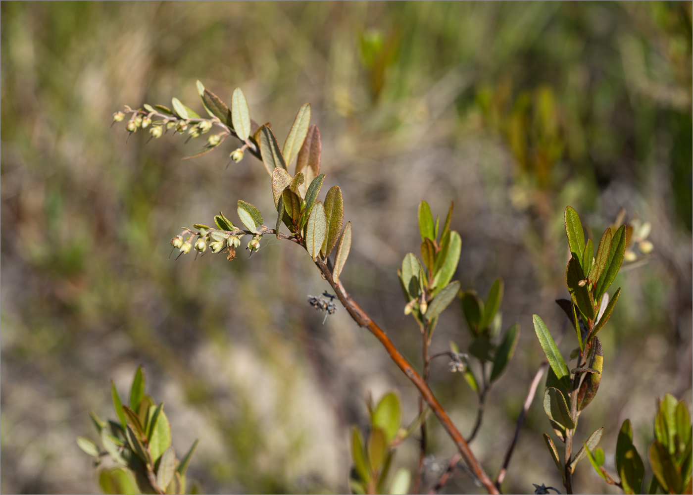 Изображение особи Chamaedaphne calyculata.