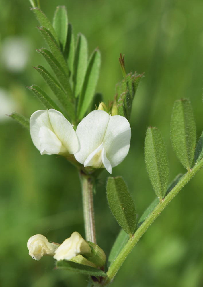 Изображение особи Vicia angustifolia.