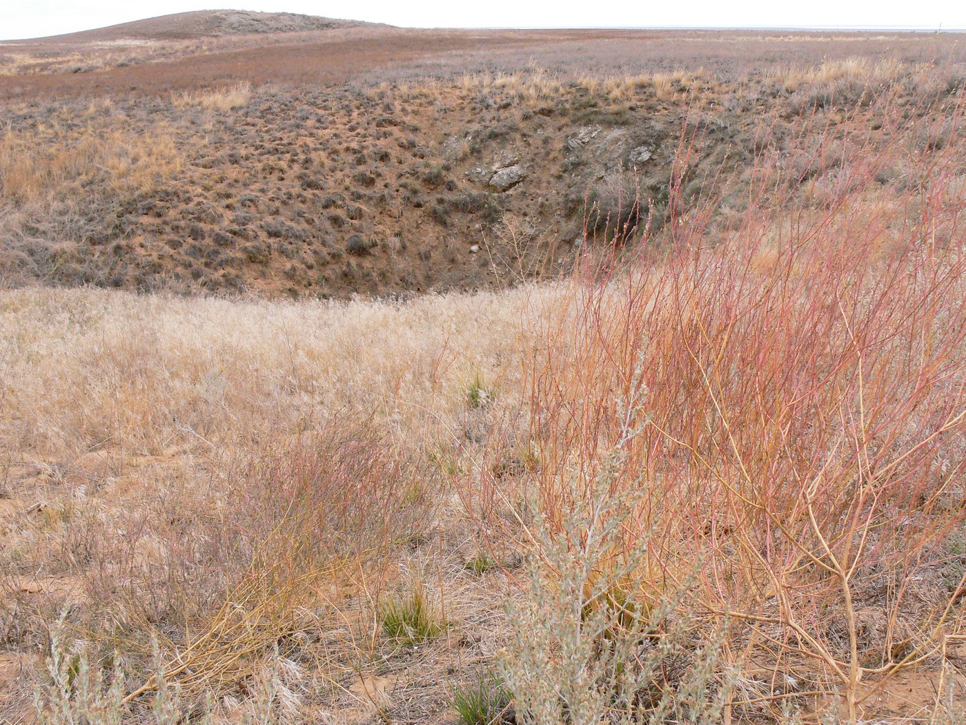 Изображение особи Diarthron vesiculosum.