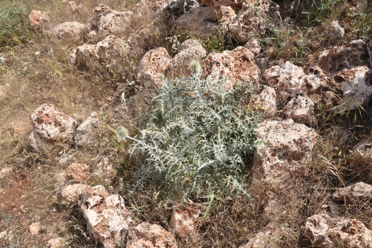 Image of genus Echinops specimen.