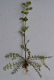 Lepidium perfoliatum. Выкопанное расцветающее растение. Астрахань, на пустыре. 23.04.2011.