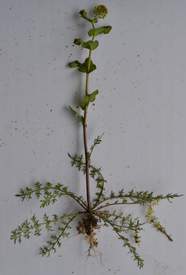 Image of Lepidium perfoliatum specimen.