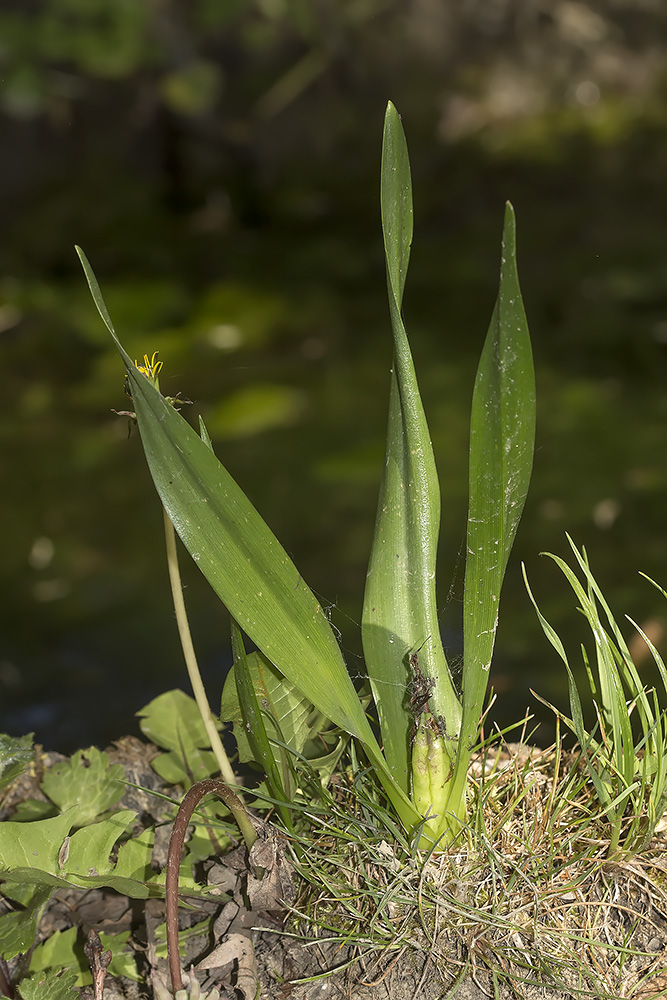 Изображение особи Colchicum umbrosum.