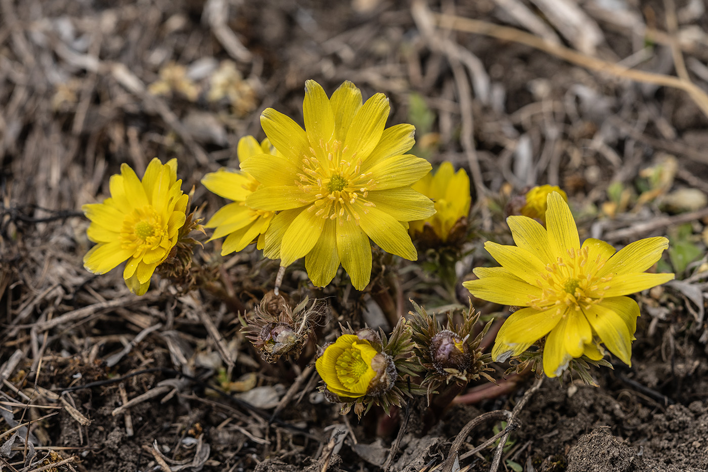 Image of Adonis volgensis specimen.