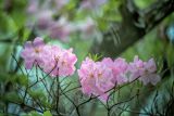 Rhododendron schlippenbachii. Цветки в каплях дождя. Приморский край, Хасанский р-н, гора Бутакова, дубовый лес на склоне. 14.05.2019.