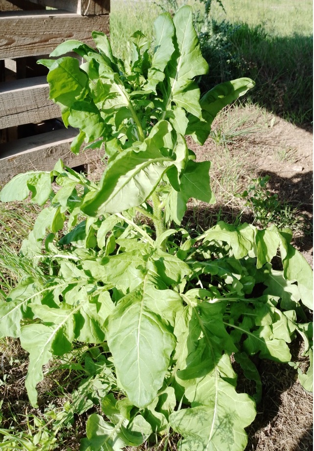 Изображение особи семейство Brassicaceae.