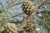 Casuarina equisetifolia
