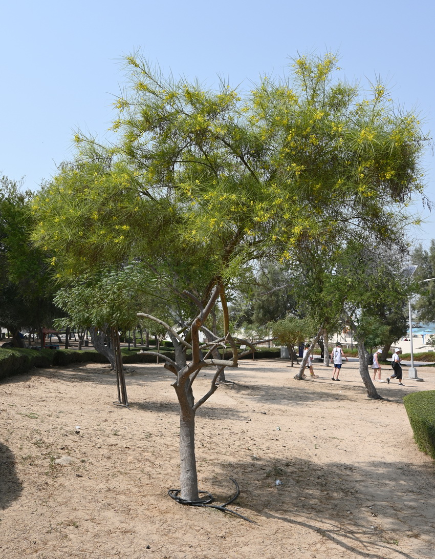 Image of Parkinsonia aculeata specimen.