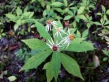 Oclemena acuminata