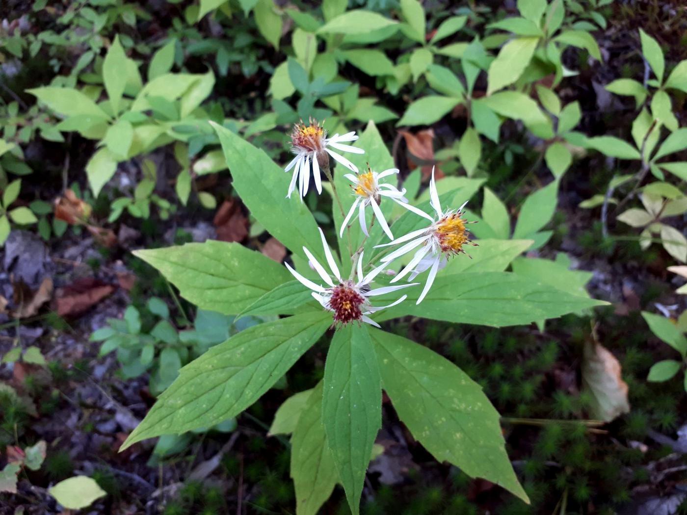 Image of familia Asteraceae specimen.