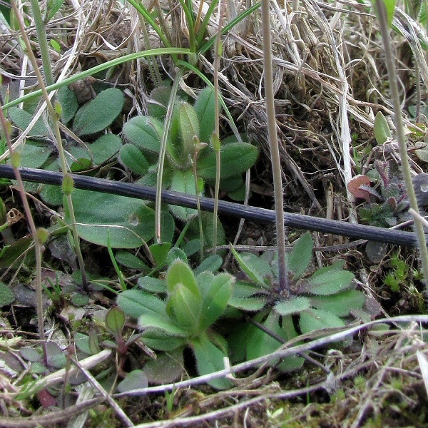 Image of Arabidopsis thaliana specimen.