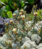 Ledum decumbens. Верхушки побегов с распускающимися соцветиями среди Cladonia stellaris. Приморский край, Чугуевский р-н, гора Голец, 1600 м н.у.м., курумник. 12.06.2026.