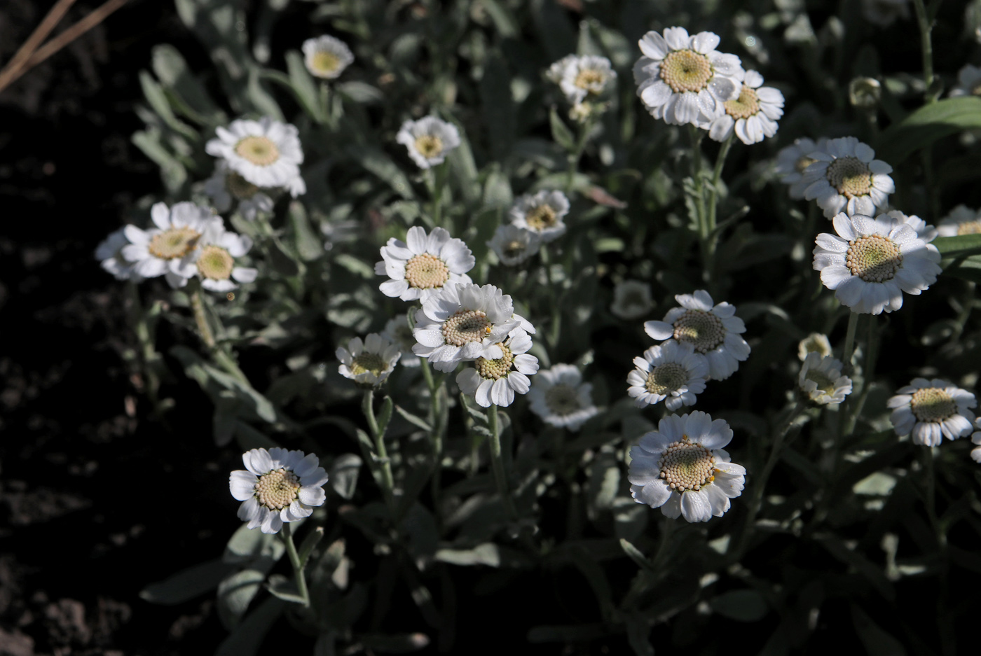 Image of Achillea ageratifolia specimen.