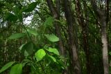 род Salix. Верхушка веточки. Мурманск, ю. склон Варничной сопки, лиственный лес. 7 июля 2026 г.