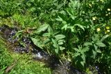 Mentha longifolia. Вегетирующие растения. Грузия, край Самцхе-Джавахети, Ахалцихский муниципалитет, 80 м от водопада Чанчкери, луг, берег отводного канала. 10 июня 2026 г.