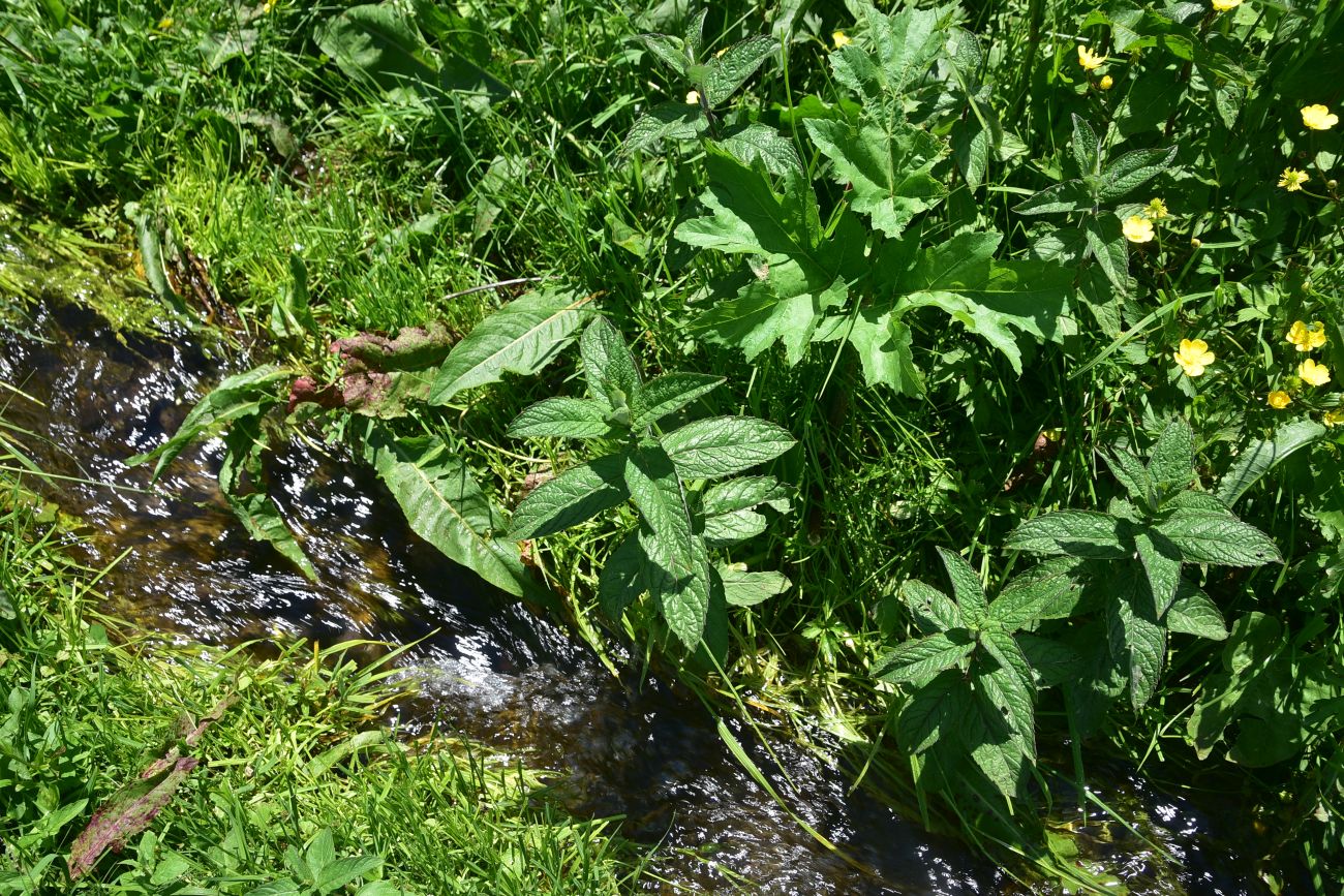 Изображение особи Mentha longifolia.