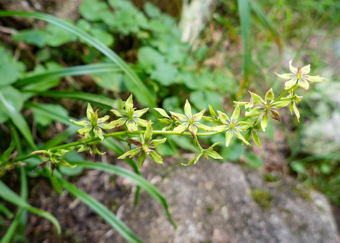 Image of Veratrum anticleoides specimen.