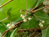 Menispermum dauricum. Соцветия. Хабаровский край, г. Комсомольск-на-Амуре, берег р. Амур (Совхозная протока). 18.06.2026.