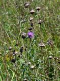 Centaurea scabiosa. Верхушка цветущего и плодоносящего растения. Московская обл., гор. округ Домодедово, низовья р. Пахра, луговой склон. 30.08.2026.