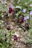 Aquilegia atrovinosa. Соцветие. Кыргызстан, Нарынская обл., Ак-Талинский р-н, 16 км к юго-западу от с. Кош-Дёбё, зап. отроги хр. Джамант-Тоо, выс. ~2500 м н.у.м., субальпийский луг. 08.07.2026.