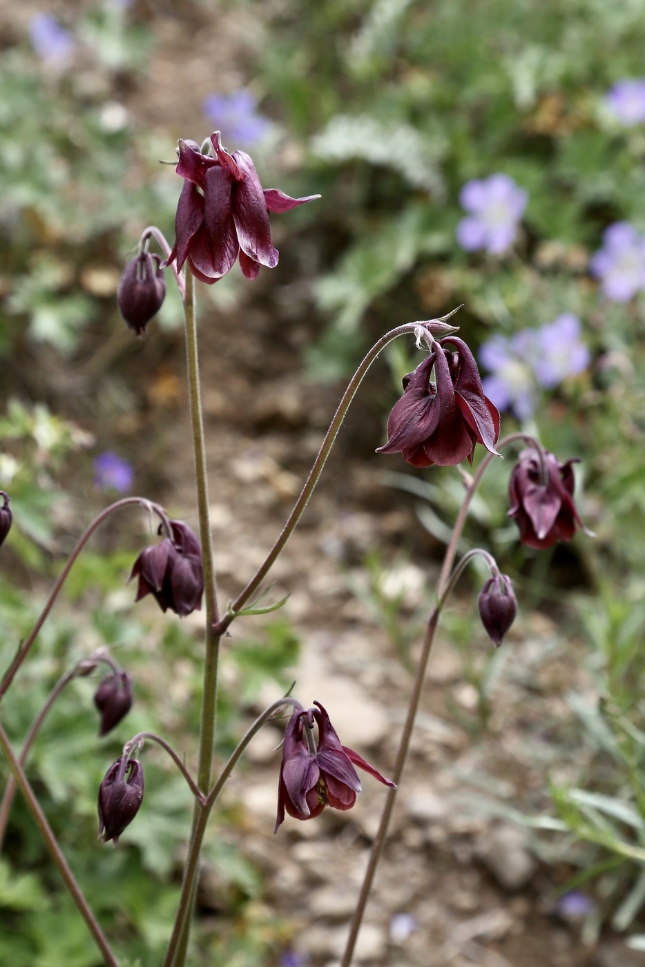 Image of Aquilegia atrovinosa specimen.